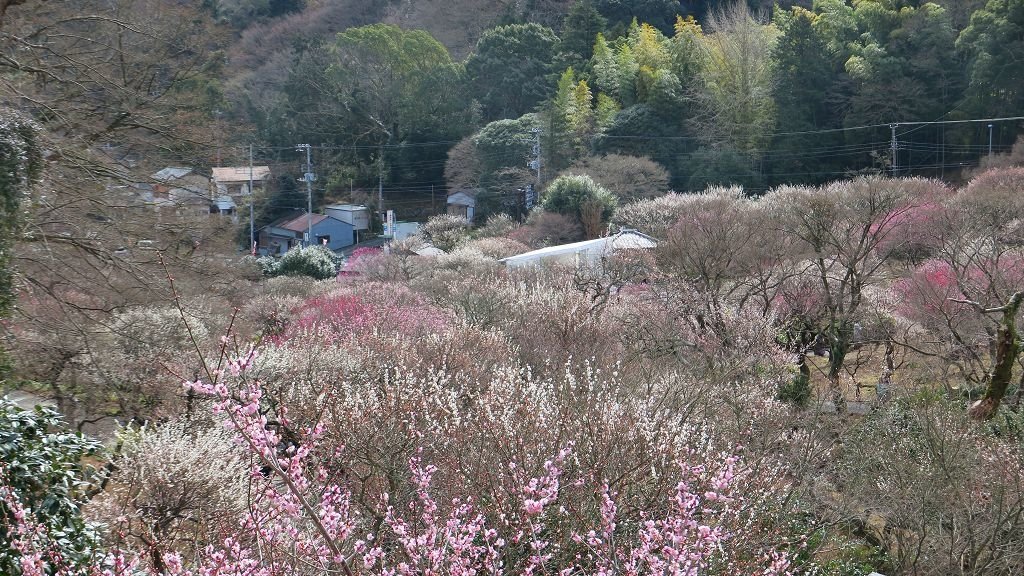  2017.2.18熱海梅園梅花祭016.jpg