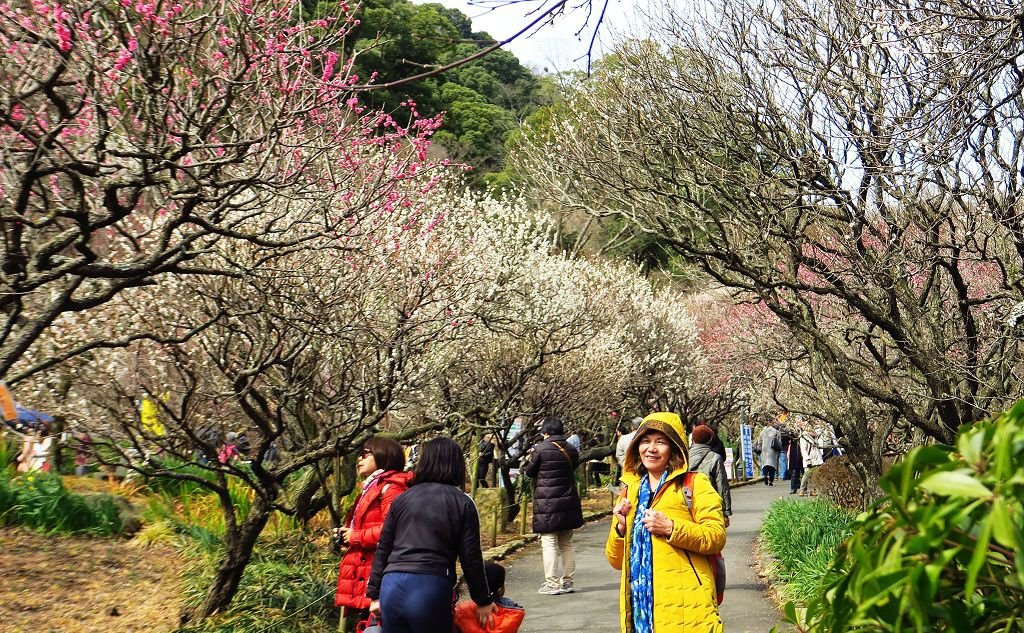  2017.2.18熱海梅園梅花祭017(001).jpg