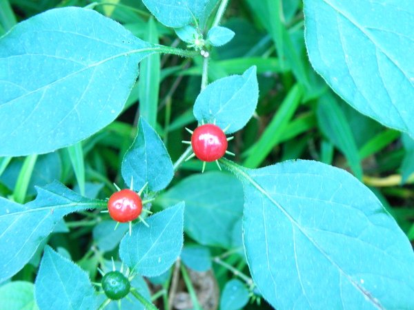 03-1 雙花龍葵 