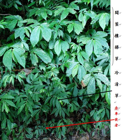 27闊葉樓梯草 