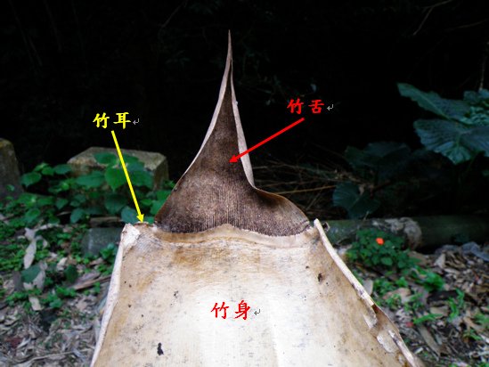 02-02竹籜分解.bmp