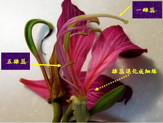 04-03艷紫荊.bmp