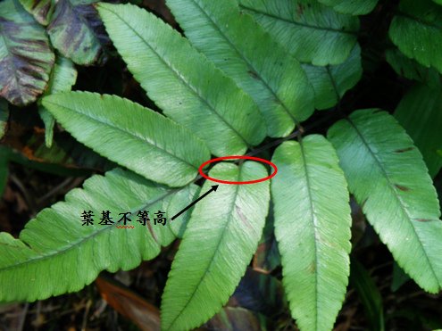 13-04馬鞍山雙蓋蕨.bmp
