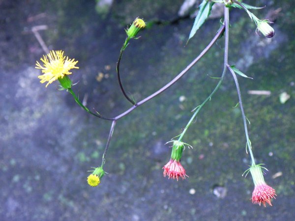 13-01紅菜紅黃花.JPG