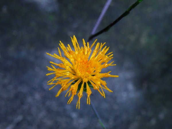 13-02紅菜紅黃花.JPG