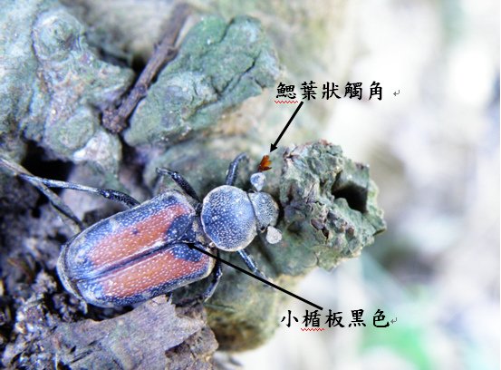 26-05大衛細花金龜.bmp