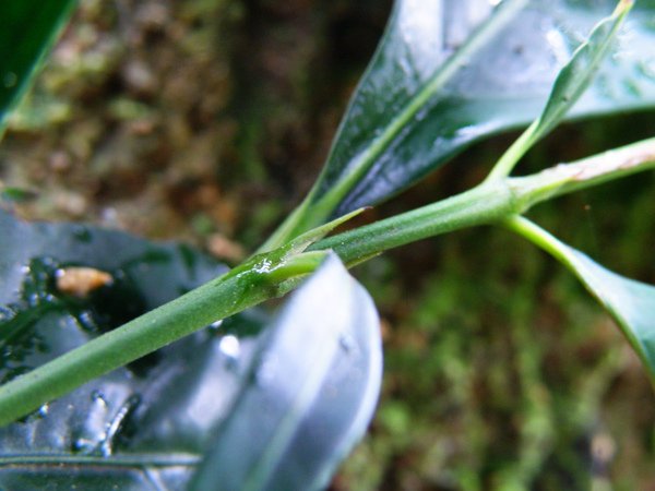 14-02茜草科茜草樹~三腳尖托葉肌肉男.JPG