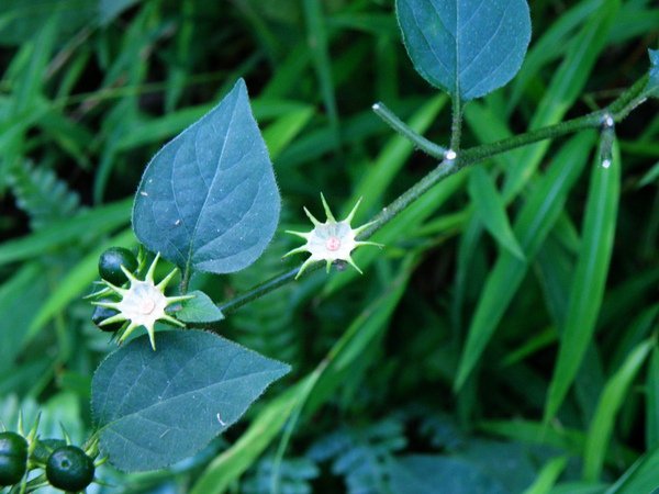 08-01雙花龍葵 (3).JPG