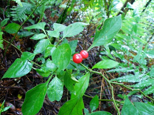 08-01雙花龍葵.JPG