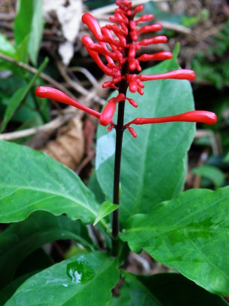 04-03紅樓花~爵床科.JPG