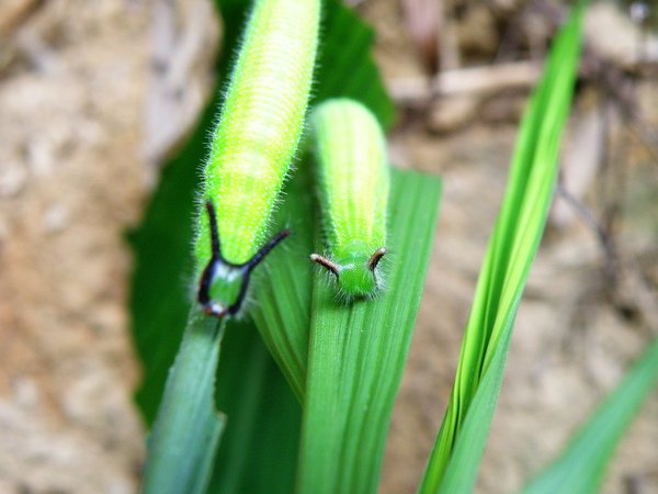 06-01黑樹蔭蝶左芒草右颱風草.JPG