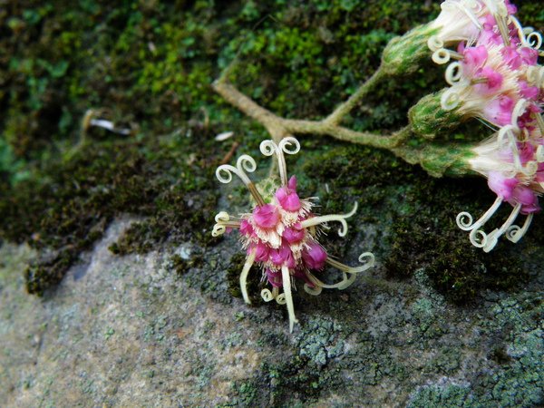 04-06鹹蝦花.JPG