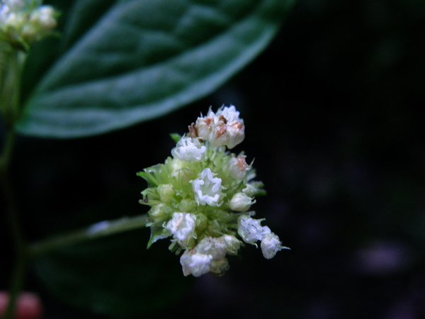 18-02糙梗樓梯草~雄花藥.JPG