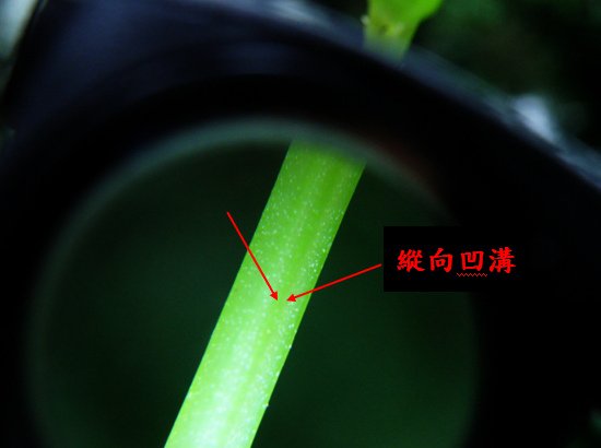 18-03糙梗樓梯草~莖上有溝.bmp