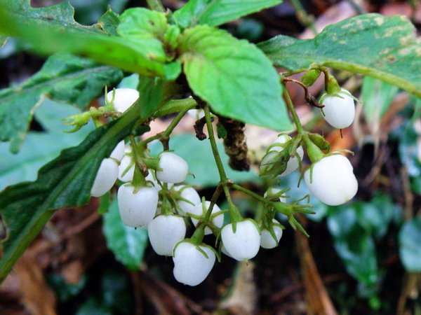 03-02同蕊草~2月面天山.JPG