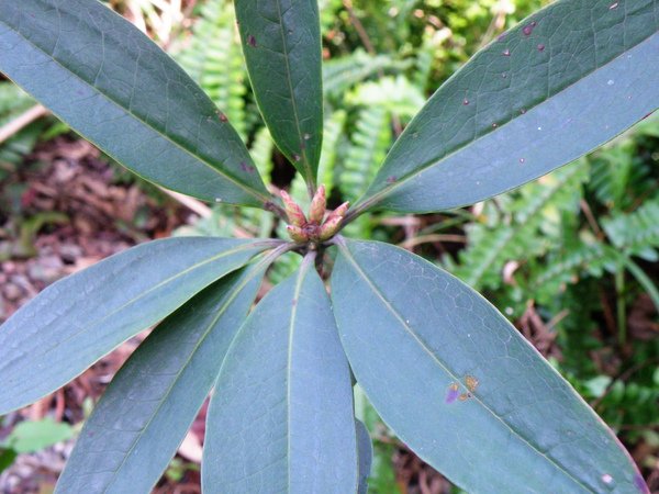 06-03杜鵑花科西施花~花葉叢生枝頂葉柄長.JPG