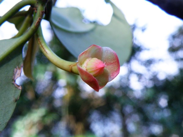 07-07 八角茴香科紅花八角~花萼3片.JPG