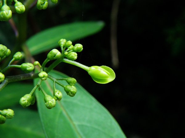 15-01八仙花科華八仙~花萼瓣化.JPG