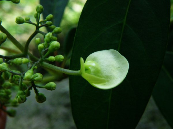 15-03八仙花科華八仙~花萼瓣化.JPG