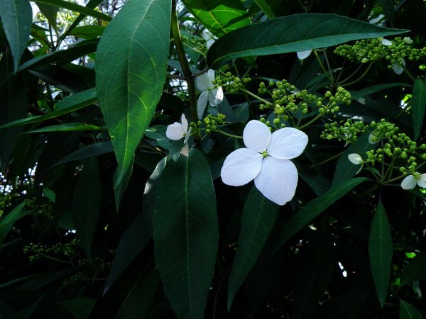 15-05八仙花科華八仙~花萼瓣化.JPG