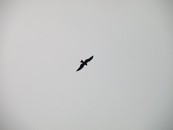 20-01黑鳶~開叉尾羽.JPG