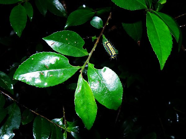 05-01米碎柃木上的蛾~觸摸之有人蔘味  (1).JPG