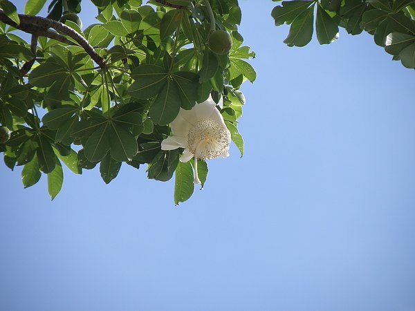 09-01木棉科猢猻木~花絲多長柱頭多裂  (1).JPG