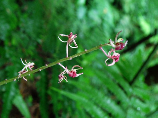 05-01根節蘭~花像蜘蛛 (2).JPG
