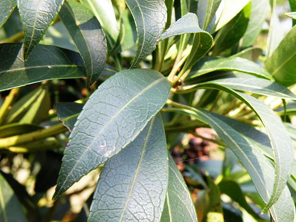 18-01馬醉木~杜鵑花科~花苞向上花朵向下嫩葉紅葉革質  (2).JPG