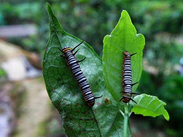 14-01端紫斑蝶~粗細不一的斑紋 (1).JPG