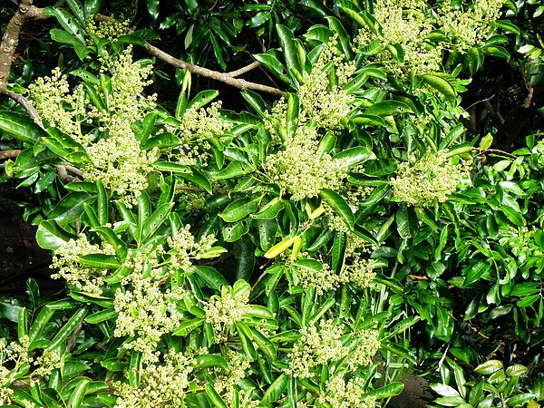 001芸香科三腳鱉屬山刈葉.JPG