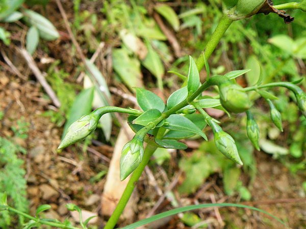 10-01龍膽科~新店當藥~蜜腺~變異種~基生葉橢圓形宿存~莖生葉倒卵型  (1).JPG