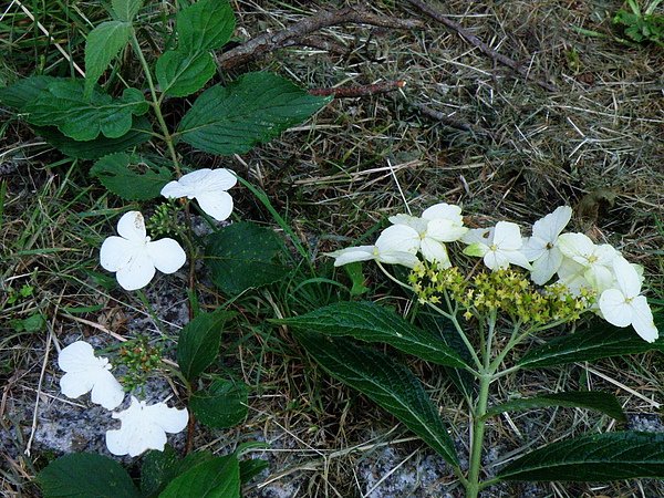 09-01蝴蝶戲珠花~忍冬科  (2).JPG