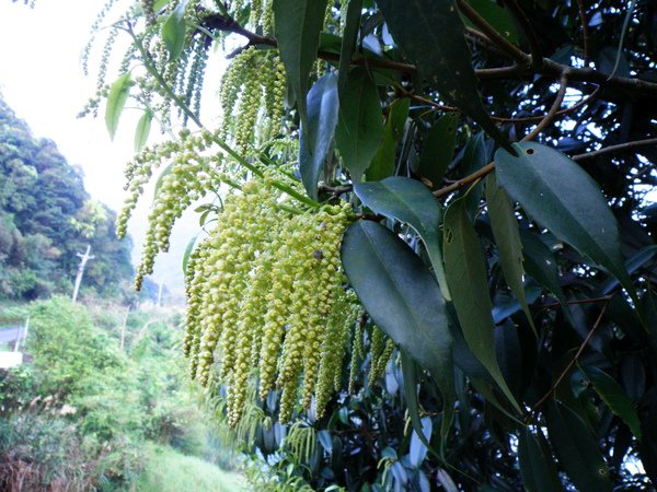 26-01烏來柯雄花序~穗狀花序.JPG