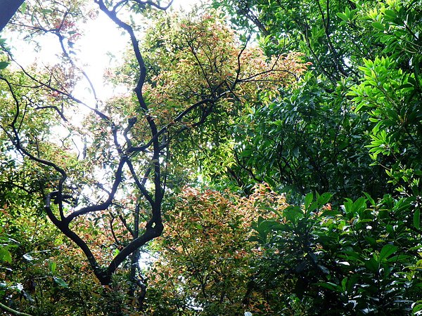 07-01杜鵑花科米飯花.JPG