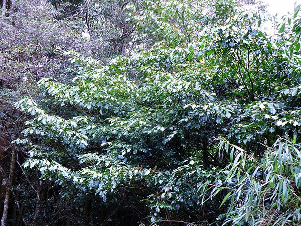 07-01昆欄樹.JPG