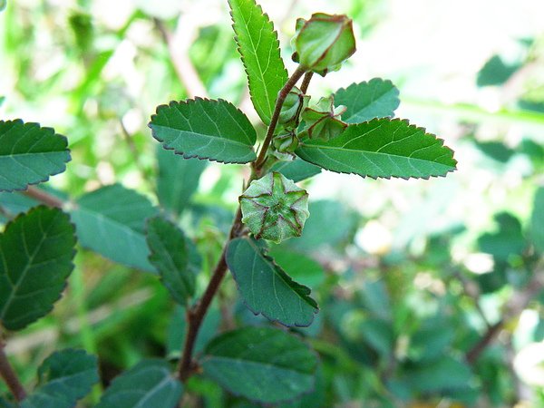 07-01錦葵科金午時花 (2).JPG