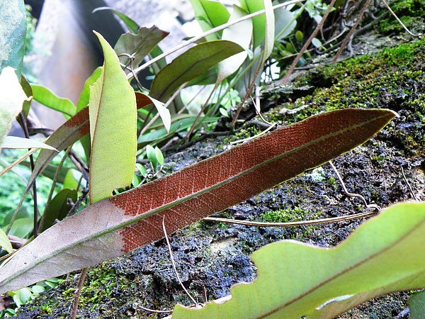 04-01水龍骨科~石葦~火山口~孢子全背面或上半 (3).JPG