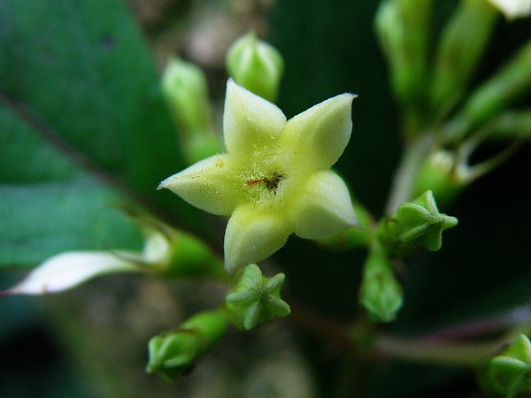 17-01茜草科~玉葉金花~一片花萼成白色葉狀 (4).JPG