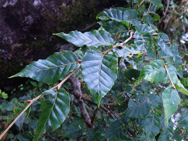 30-01山毛櫸~美哦~殼斗科 (1).JPG