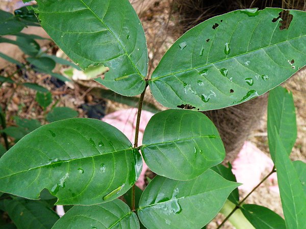 01-01細波遷粉蝶(水青粉蝶)~望江南 (1).JPG