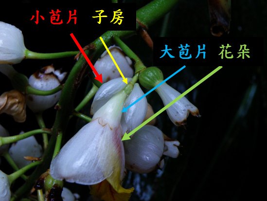 01-05月桃解花1.bmp