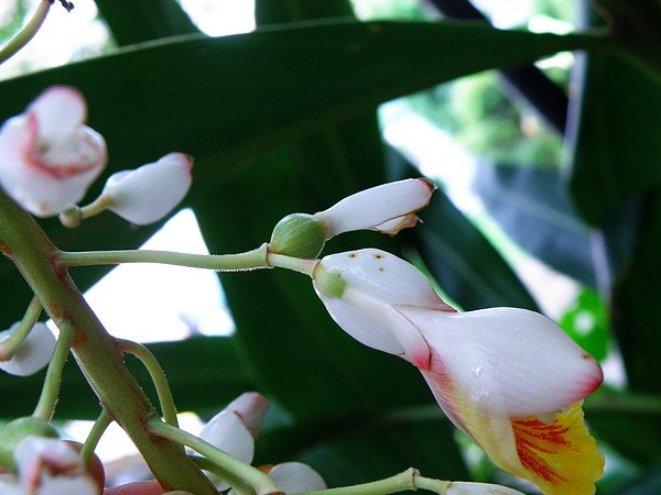 01-04月桃~一次兩朵花複總狀花序~圓錐花序.JPG