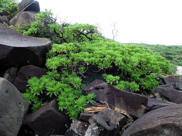 013白水木~紫草科~蠍尾狀聚繖花序 (2).JPG