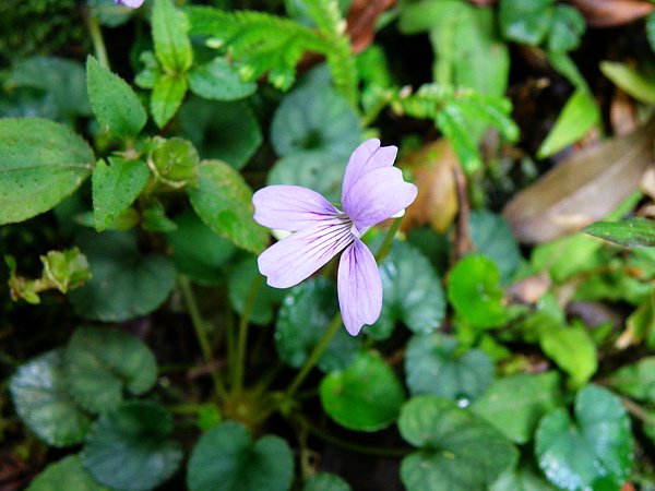 008-01台灣堇菜~葉闊心型 (1).JPG