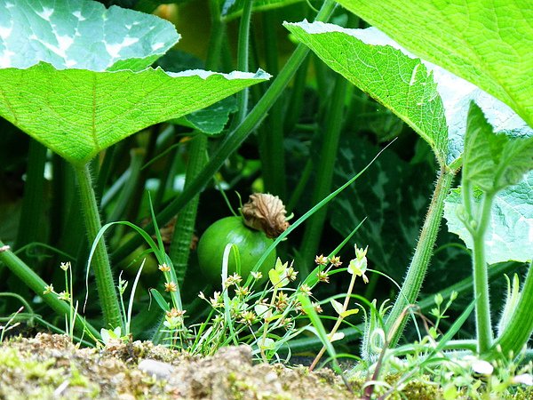 13-01南瓜~黃花~葉有斑點~子房下位  (1).JPG