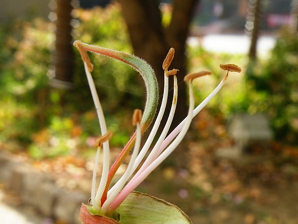004-01艷紫荊~7雄蕊~奇了.JPG