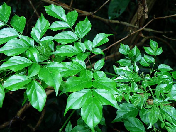 06-01紫葳科~山菜豆.JPG