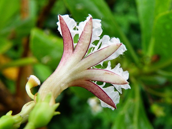 011草海桐~雌雄同花~半邊花   (2).JPG