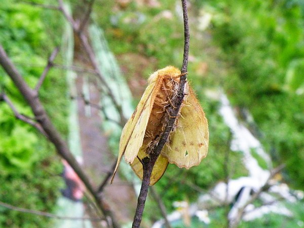 021-01青黃枯葉蛾~雄青色雌綠黃兩色~腹背長黃褐斑  (1).JPG